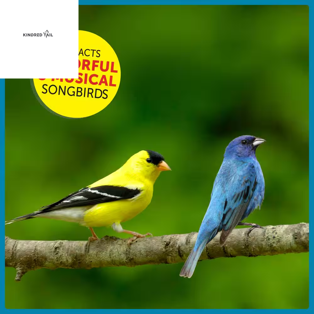 Ultimate 7 Lb. Songbird Blend Wild Bird Seed Mix – Premium High Energy Backyard Bird Food to Attract Cardinals, Chickadees, Finches & More